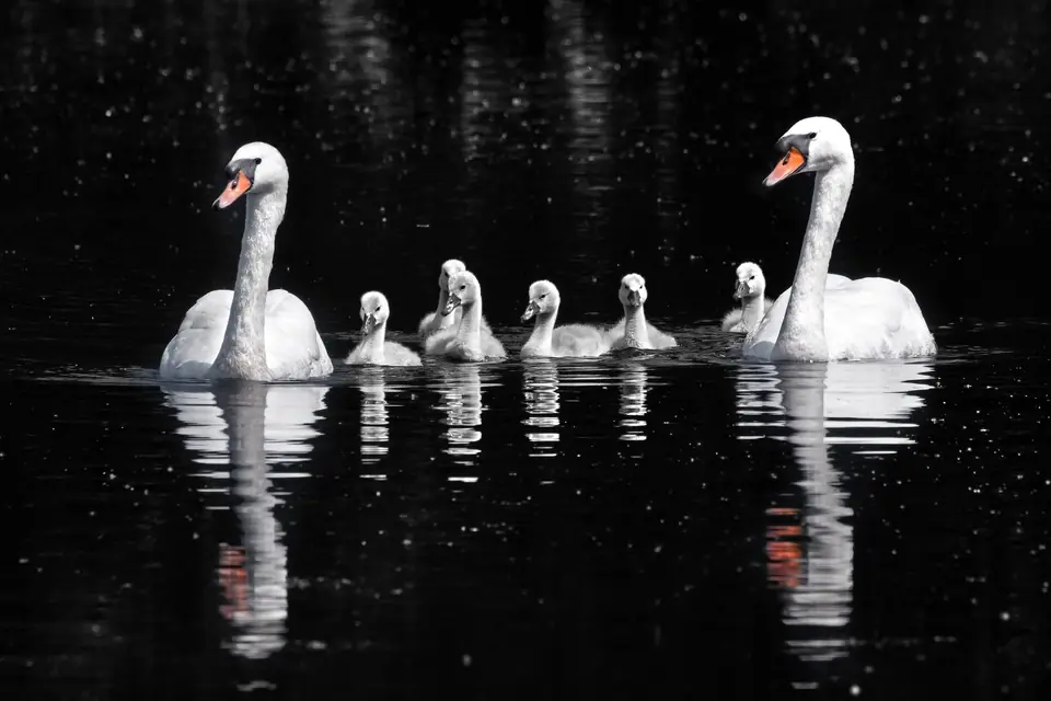 Pareja de cisnes mudos nadando con sus crías