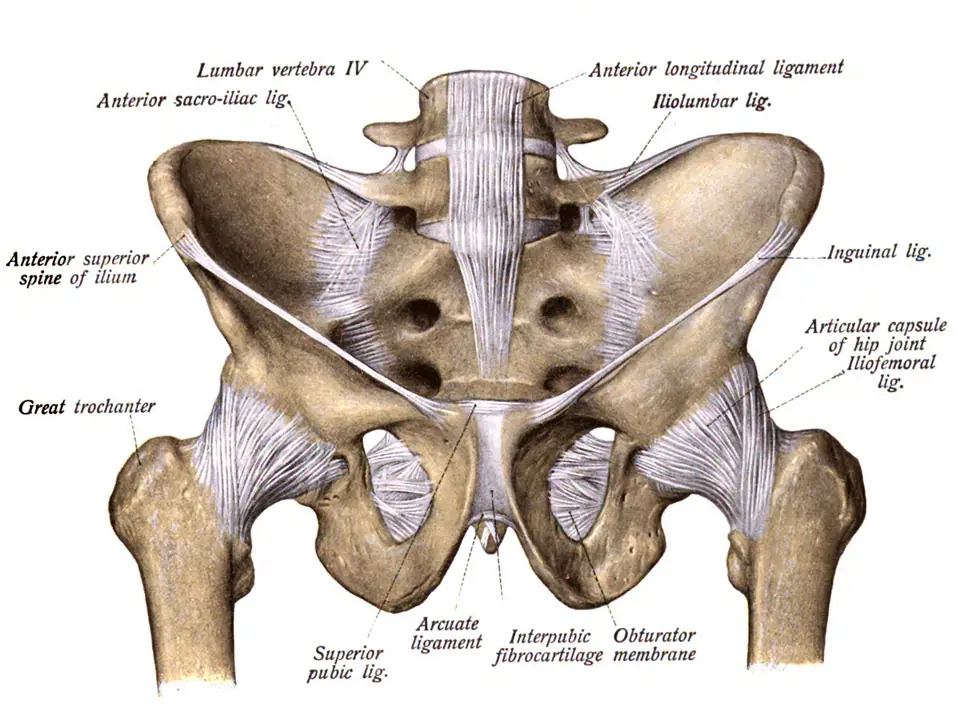 Ilustración anatómica de la pelvis mostrando los ligamentos, incluido el ligamento inguinal, cerca de donde se tatúa la ingle