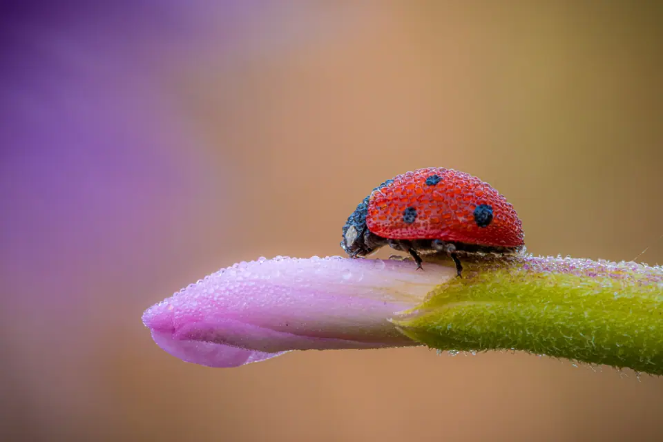 Mariquita roja caminando sobre el capullo de una flor