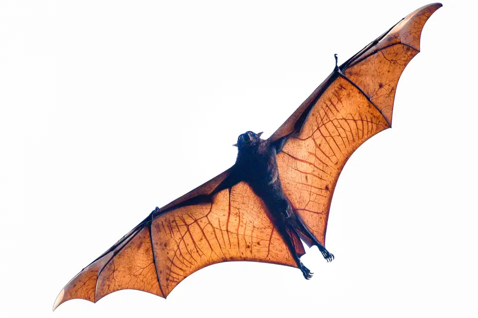 Murciélago zorro volador con las alas completamente extendidas en vuelo