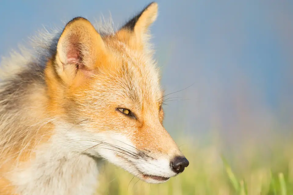 Retrato de un zorro rojo (Vulpes vulpes) de perfil